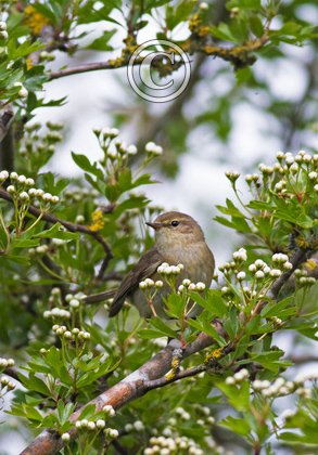 Chiffchaff DM1776